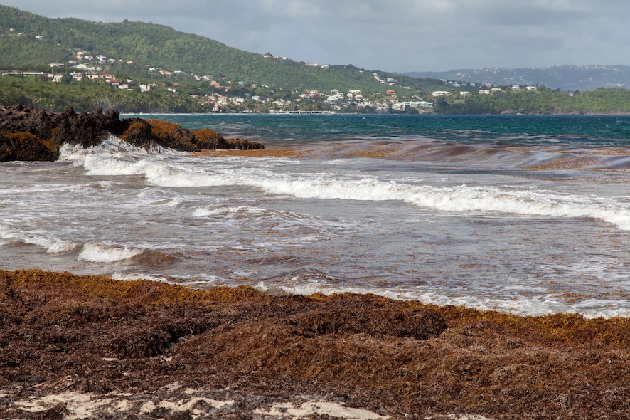 Sargassum stranding