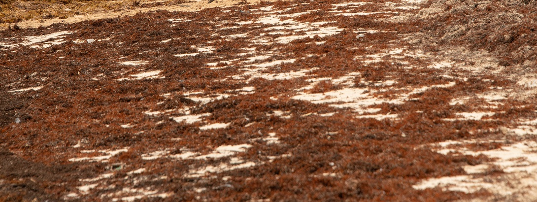 sargassum beaching