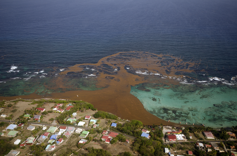 sargassum