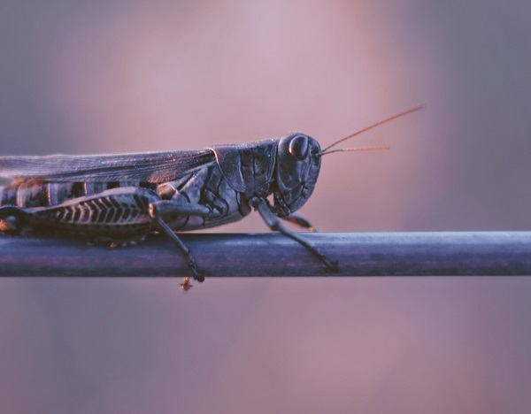 locust