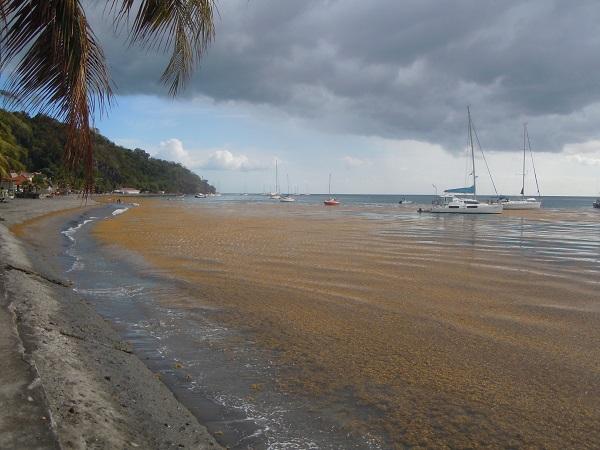 sargassum on the beach of Saint-Pierre